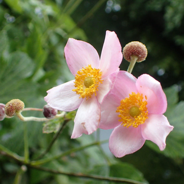 Anemone tomentosa 'Robustissima' ~ Robustissima Grape Leaf Anemone