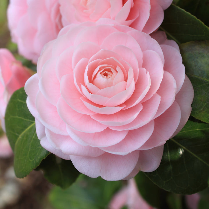 Camellia japonica 'April Pink' ~ April Pink Camellia