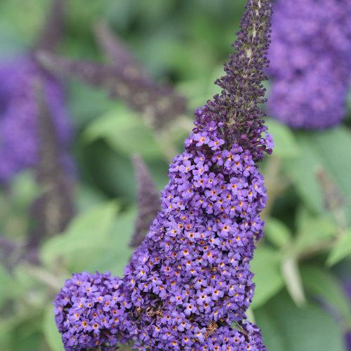 Buddleia davidii 'SMNBDBT' PP#28,794 ~ Pugster Blue® Dwarf Butterfly Bush