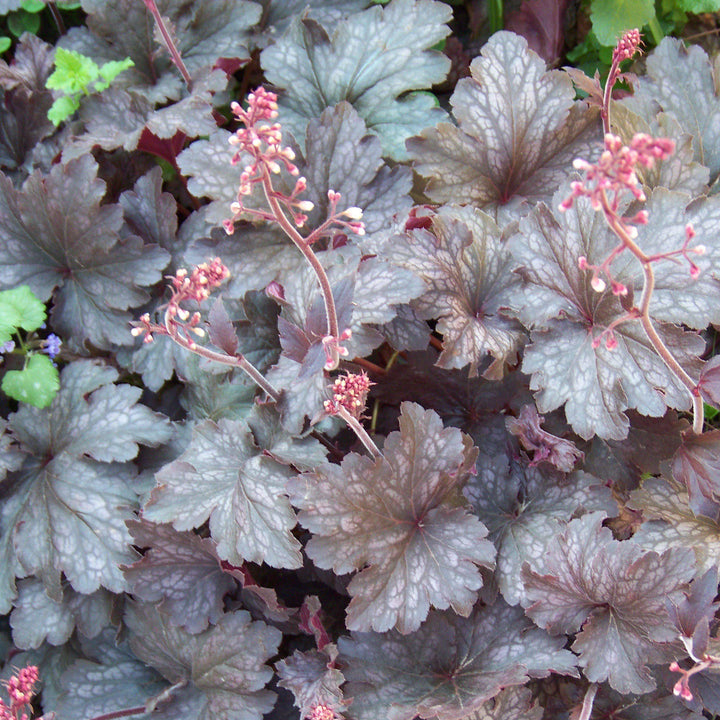 Heuchera micrantha 'Palace Purple' ~ Purple Palace Coral Bells