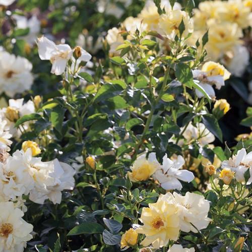 Rosa 'Meisentmil' PP 20,635 ~ Rosa Lemon Drift®