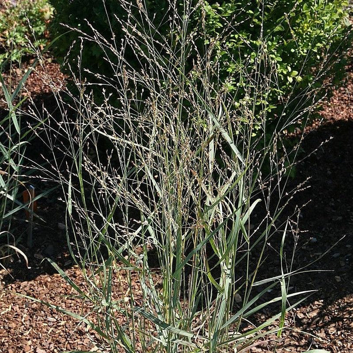 Panicum virgatum 'Heavy Metal' ~ Heavy Metal Switch Grass