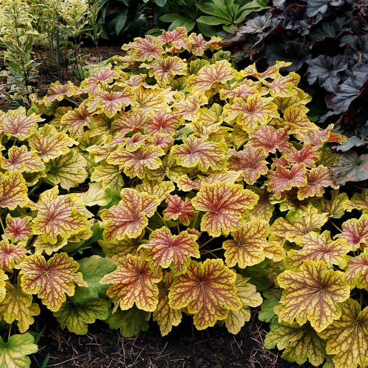 Heuchera 'Red Lightning' ~ Red Lightning Coral Bells