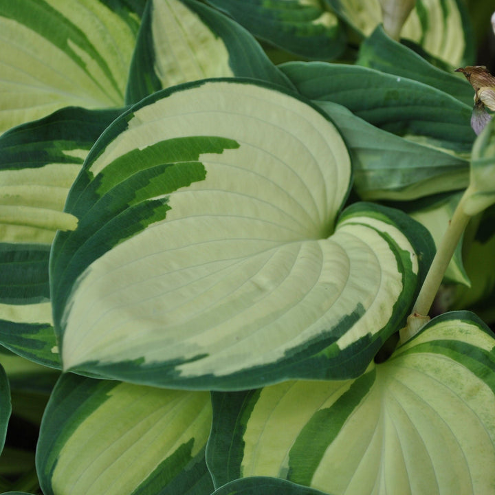 Hosta 'Great Expectations' ~ Great Expectations Hosta