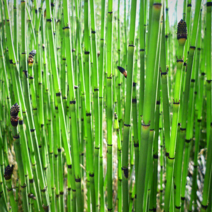 Equisetum hyemale ~ Cola de caballo áspera, junco fregador