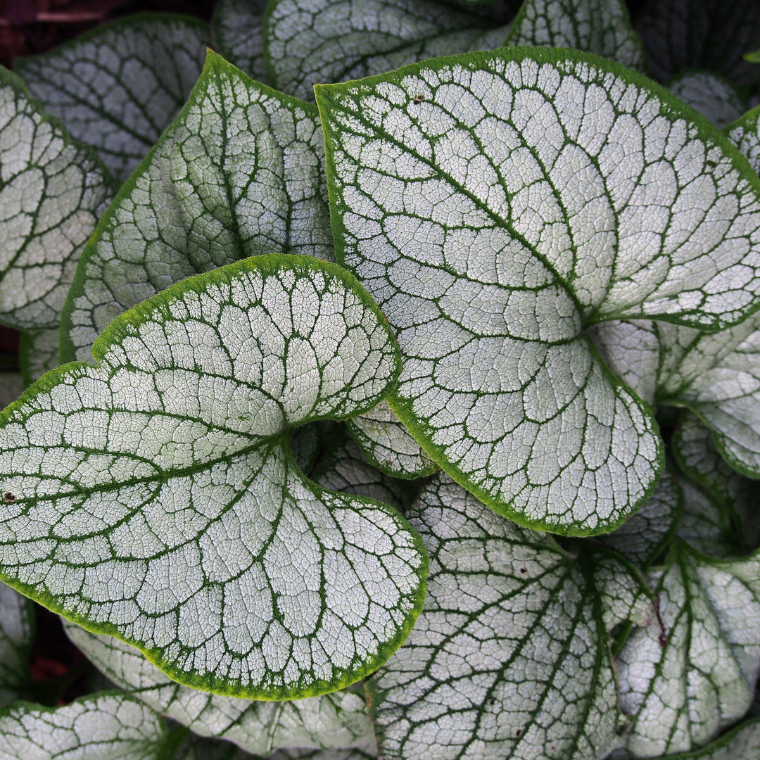 Brunnera macrophylla 'Silver Heart' ~ Silver Heart Siberian Bugloss