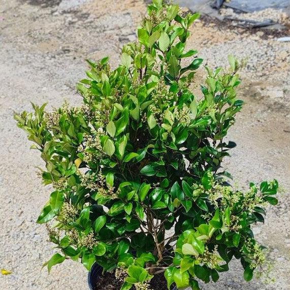 Ligustrum japonicum 'Recurvifolium' ~ Recurve Ligustrum