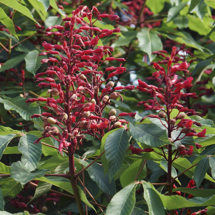 Aesculus pavia ~ Red Buckeye