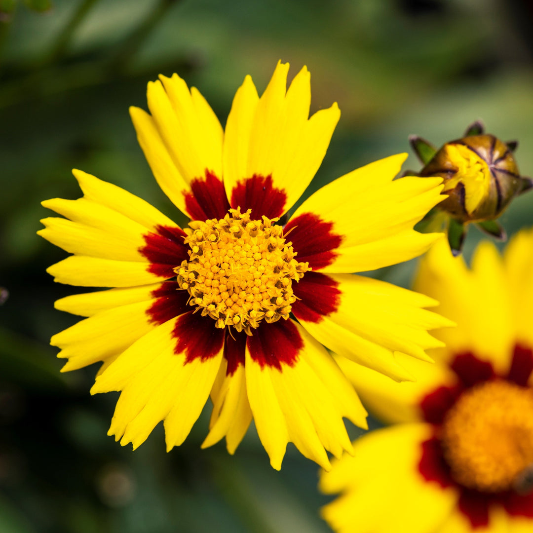 Coreopsis x 'Enchanted Eve' PP27857  ~ Lil' Bang™ Enchanted Eve Tickseed