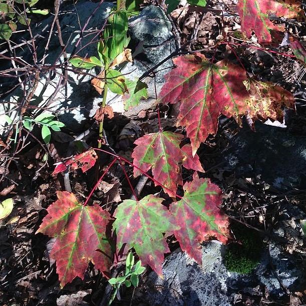 Acer rubrum 'Magnificent Magenta' ~ Burgundy Belle® Red Maple