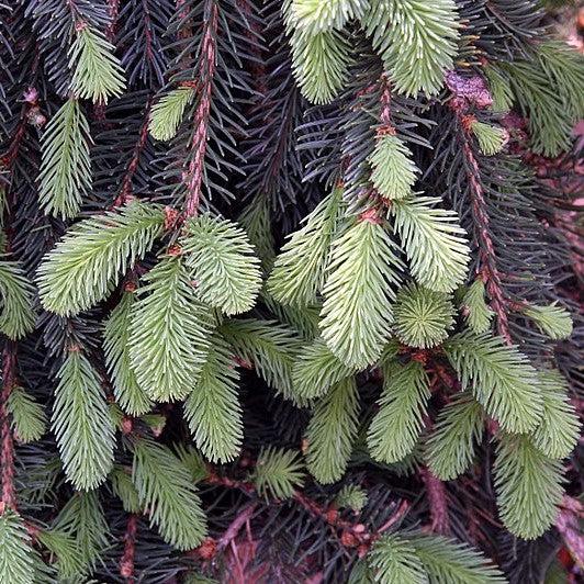 Picea abies 'Pendula' ~ Weeping Norway Spruce