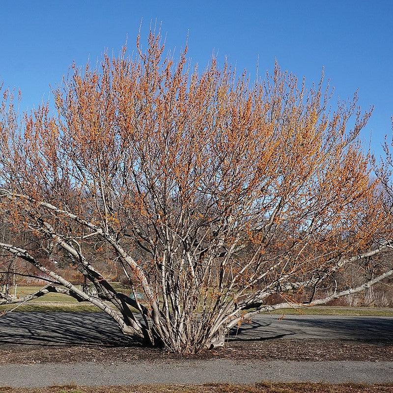 Hamamelis vernalis ~ Ozark Witch Hazel