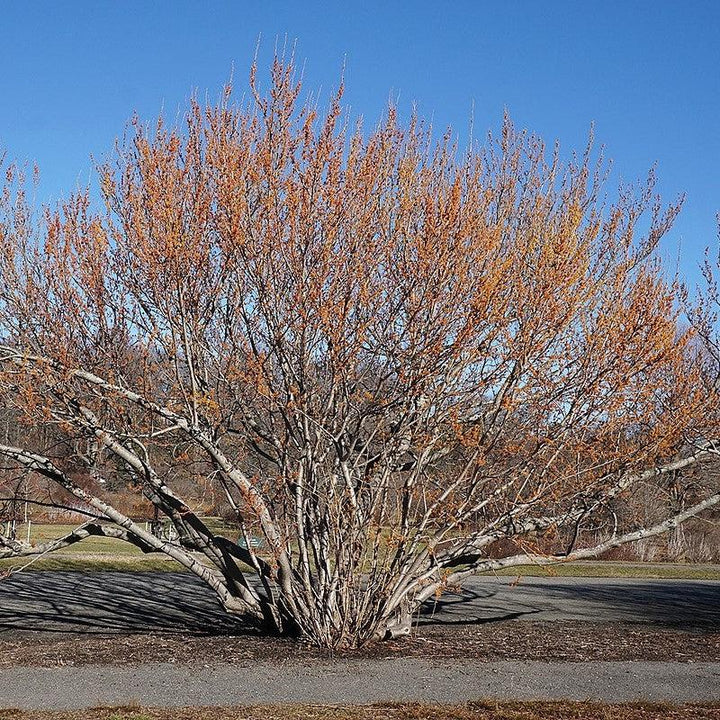 Hamamelis vernalis ~ Hamamelis de Ozark