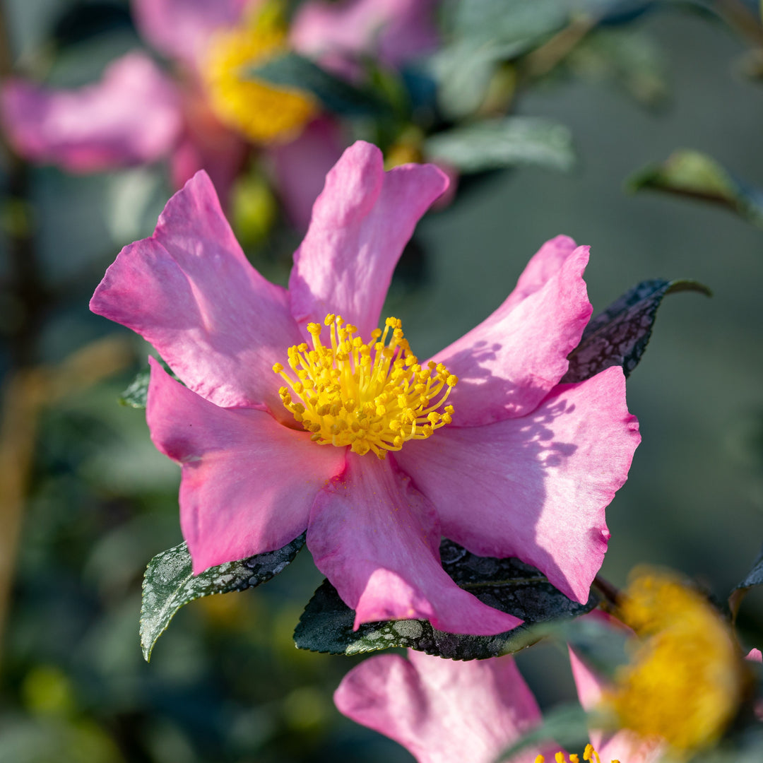 Camellia sasanqua 'Cleopatra' ~ Cleopatra Camellia, Pink