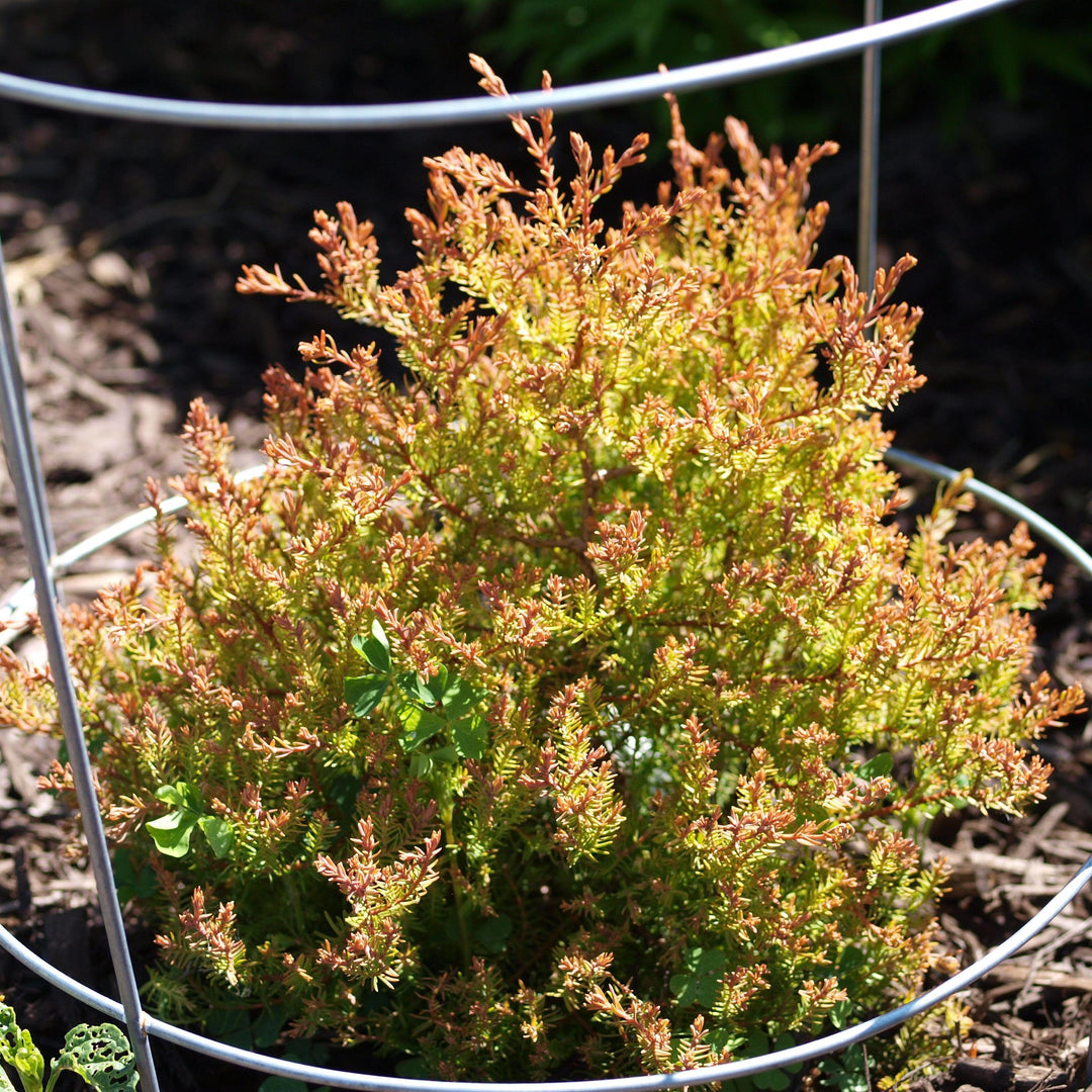 Thuja occidentalis 'Congabe' PP19,009 ~ Fire Chief™ Globe Arborvitae