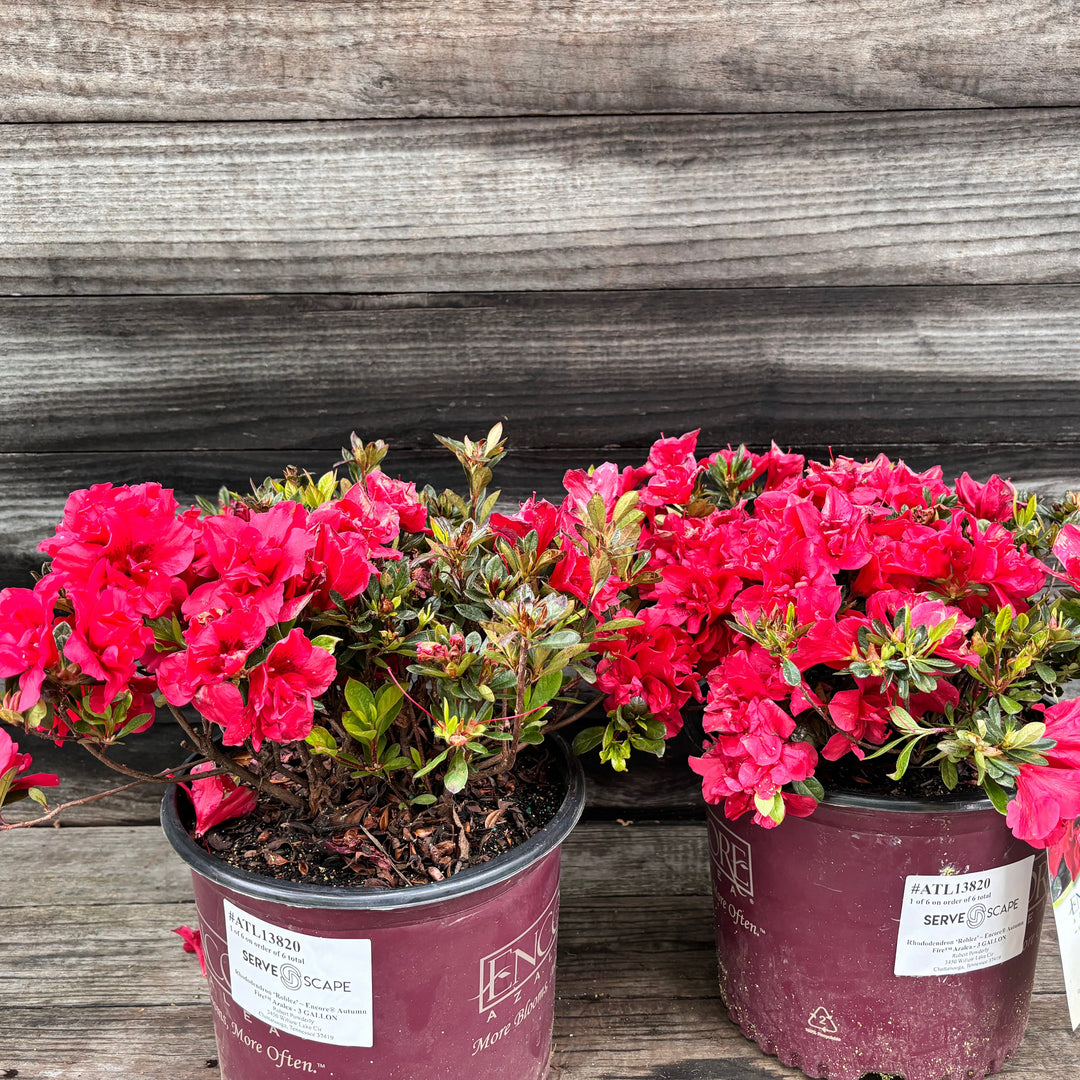 Rhododendron ‘Roblez’ ~ Encore® Autumn Fire™ Azalea