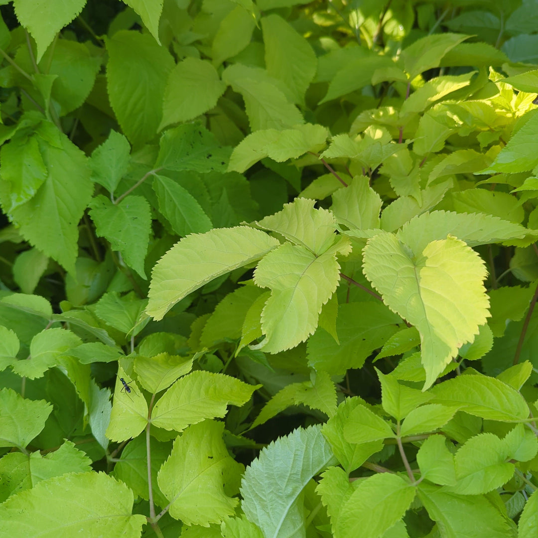 Aralia cordata 'Sun King' ~ Sun King Golden Japanese Spikenard