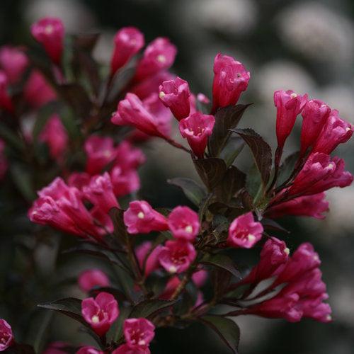 Weigela florida 'Alexandra' ~ Vino y Rosas® Weigela