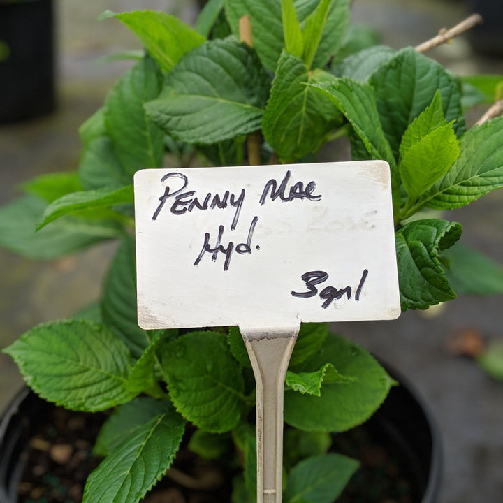 Hortensia macrophylla 'Penny Mac' ~ Hortensia Penny Mac