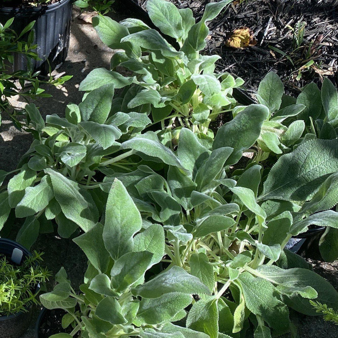 Stachys byzantina 'Helene von Stein' ~ Giant Lamb's Ear