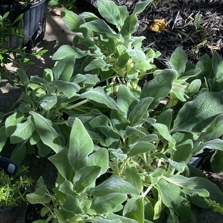 Stachys byzantina 'Helene von Stein' ~ Giant Lamb's Ear