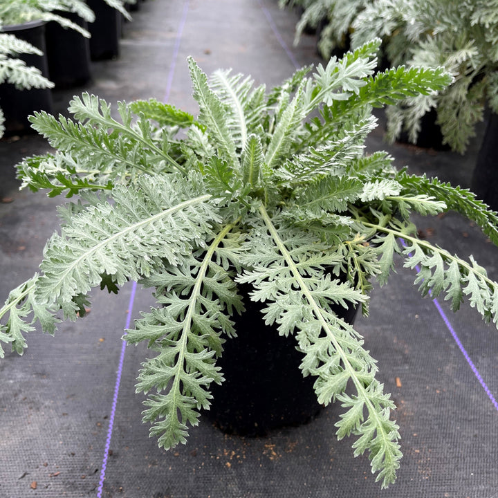 Achillea x 'Moonshine' ~ Moonshine Yarrow