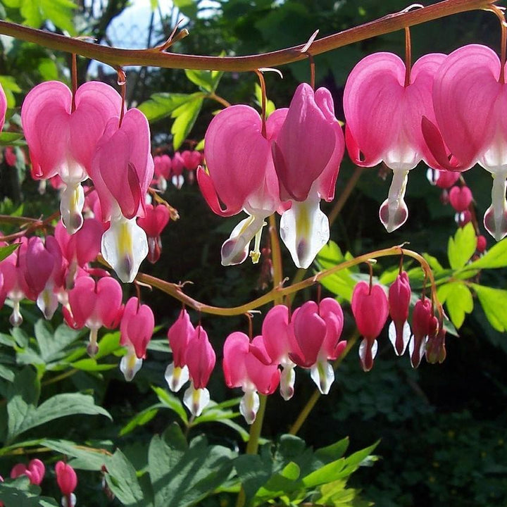 Dicentra spectabilis ~ Asian Bleeding Heart