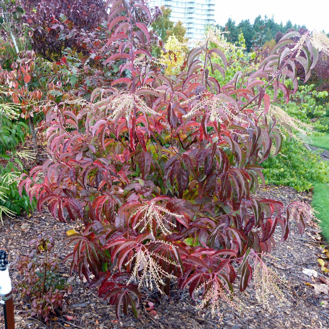 Oxydendrum arboreum ~ Sourwood, Sorrel Tree