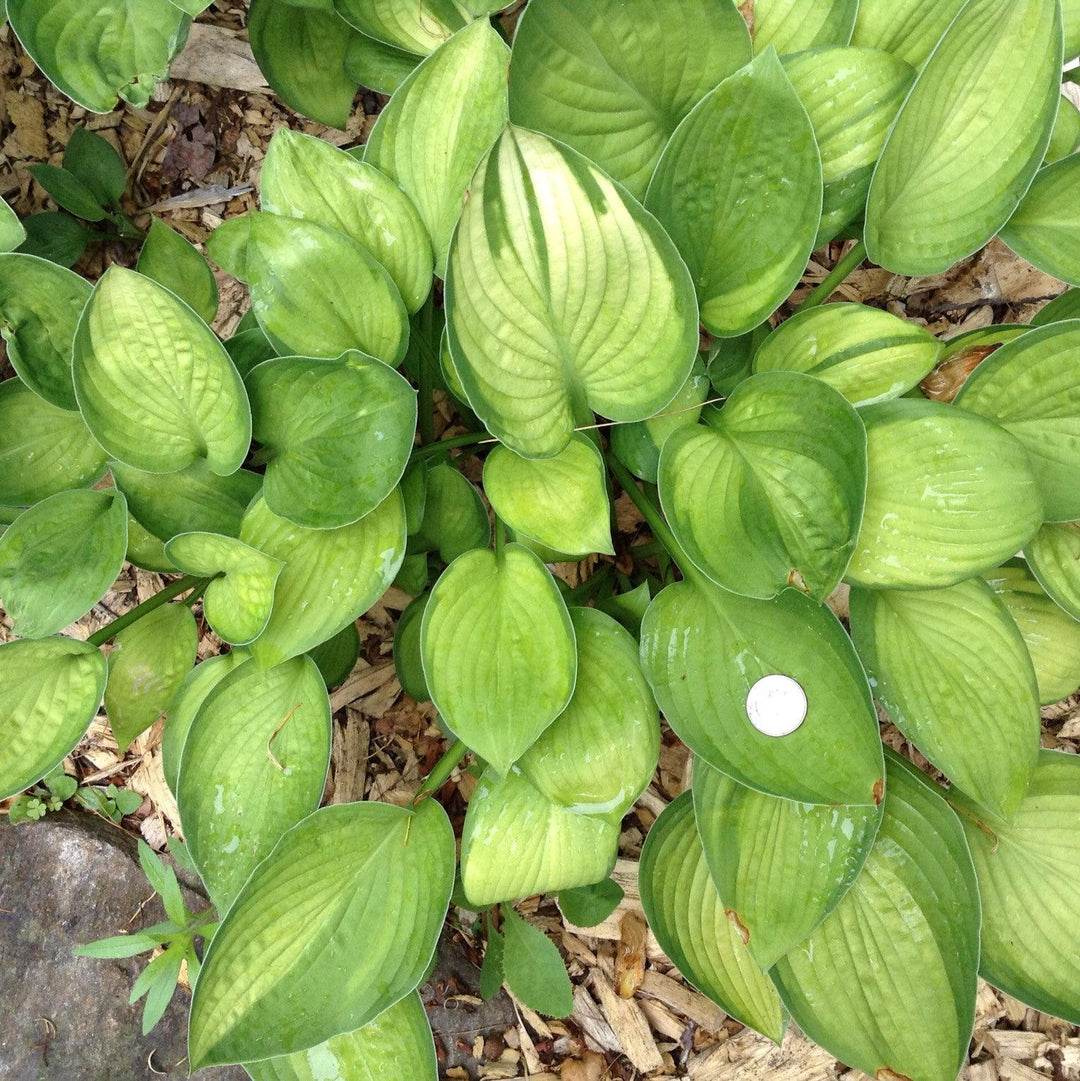 Hosta x 'Gold Standard' ~ Gold Standard Hosta