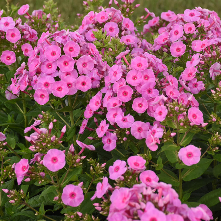 Phlox paniculata 'Luminary Prismatic Pink' ~ Luminary® Prismatic Pink Phlox