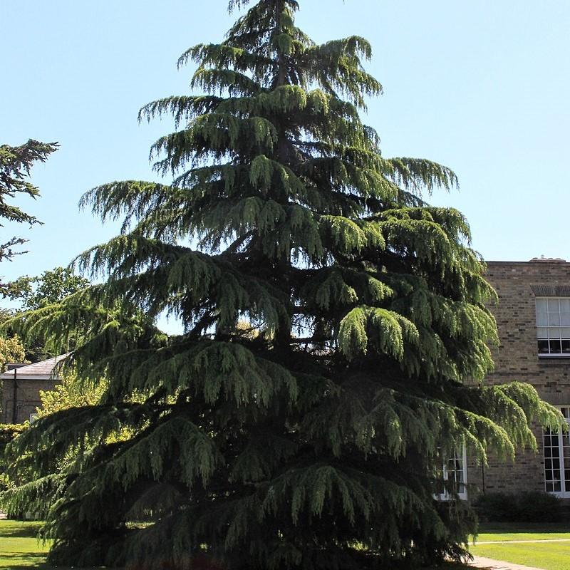 Cedrus deodara ~ Deodar Cedar