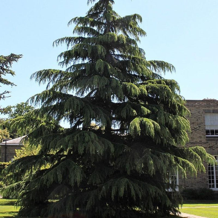 Cedrus deodara ~ Cedro Deodar