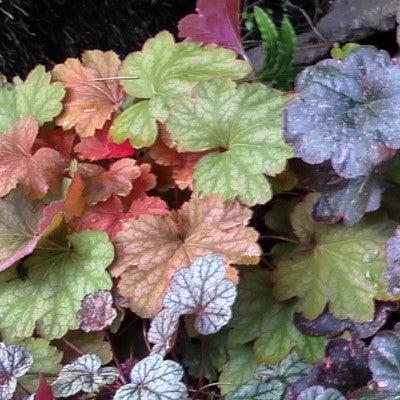 Heuchera villosa 'Georgia Peach' ~ Georgia Peach Coral Bells