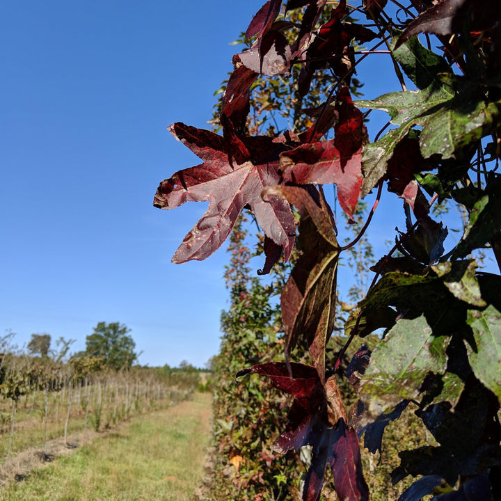 Liquidambar styraciflua 'Slender Silhouette' ~ Slender Silhouette Sweetgum