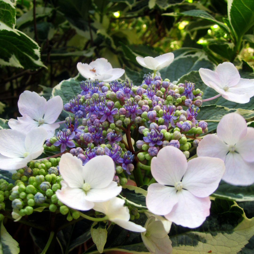 Hydrangea macrophylla 'Variegata' ~ Hortensia abigarrada