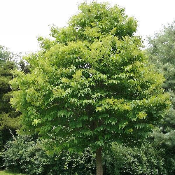 Syringa reticulata 'Ivory Silk' ~ Lila de árbol japonés de seda marfil