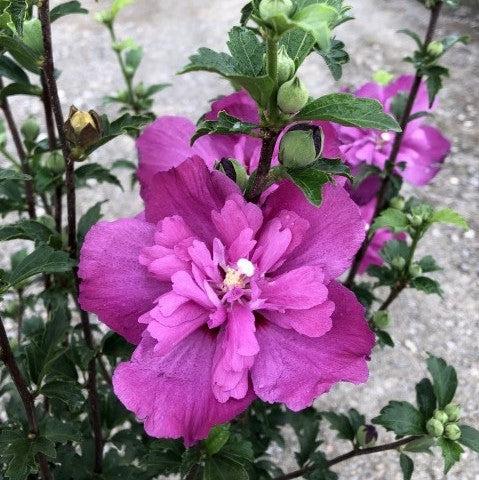 Hibiscus syriacus 'DS03RS' ~ Raspberry Smoothie™ Rose of Sharon