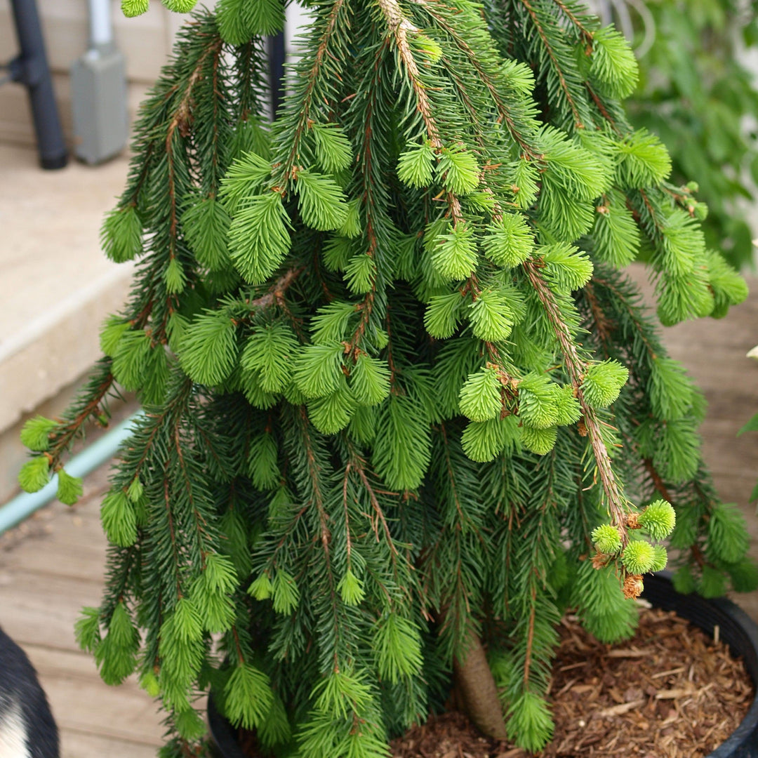 Picea abies 'Pendula' ~ Weeping Norway Spruce