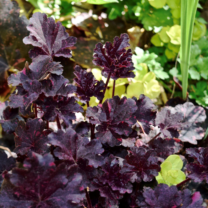 Heuchera x 'Midnight Rose' ~ Midnight Rose Coral Bells