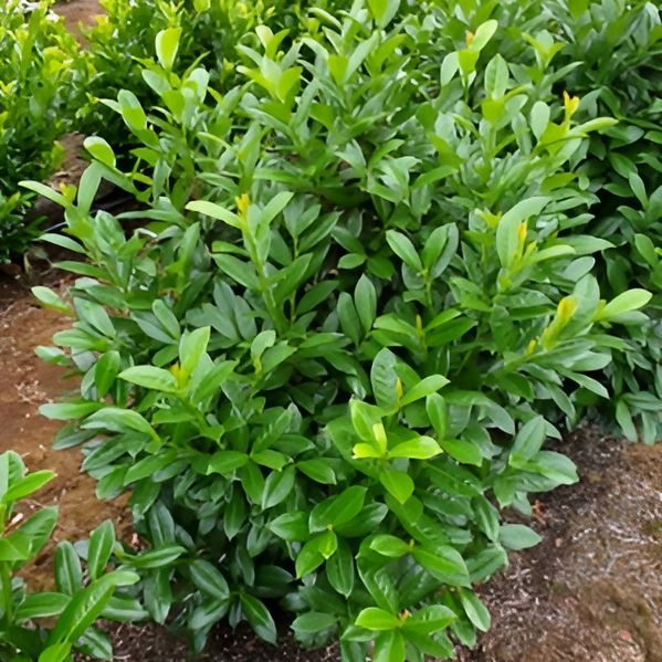 Prunus laurocerasus 'JONG2' PP29,890 ~ Greenfinity Laurel