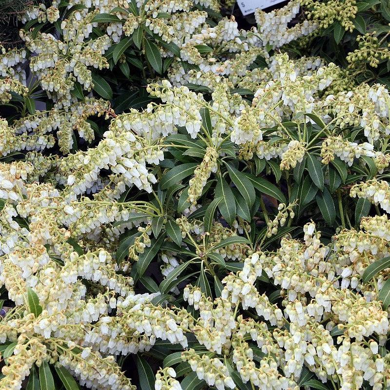 Pieris japonica 'Purity' ~ Purity Andromeda