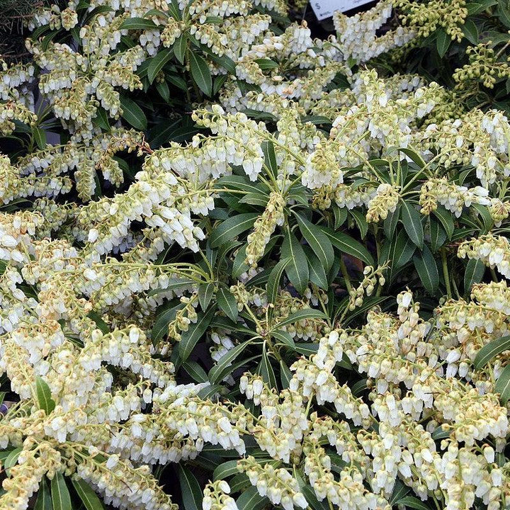 Pieris japonica 'Purity' ~ Purity Andromeda