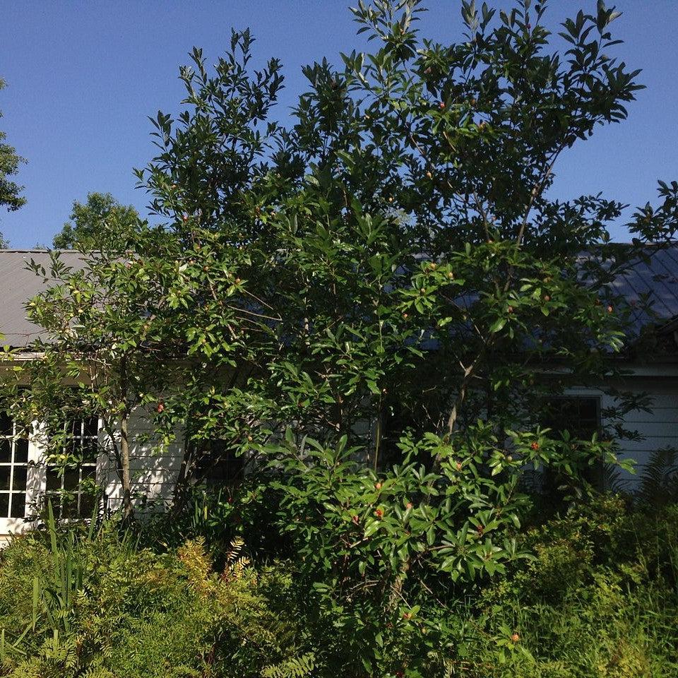 Magnolia virginiana ~ Sweet Bay Magnolia