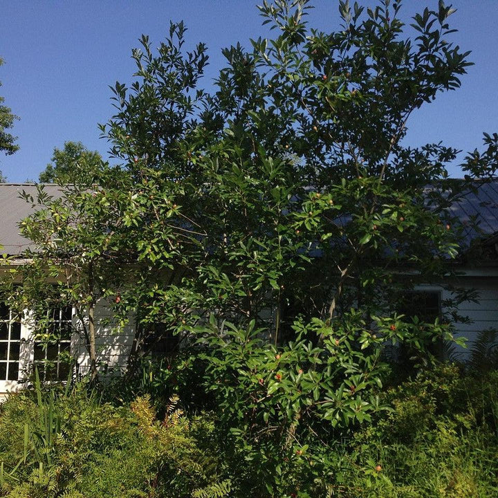 Magnolia virginiana ~ Magnolia de Bahía Dulce