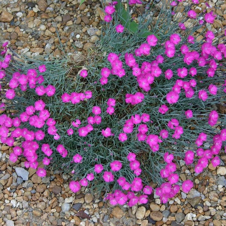 Dianthus gratianapolitanus 'Firewitch' ~ Firewitch Dianthus, Cheddar Pink