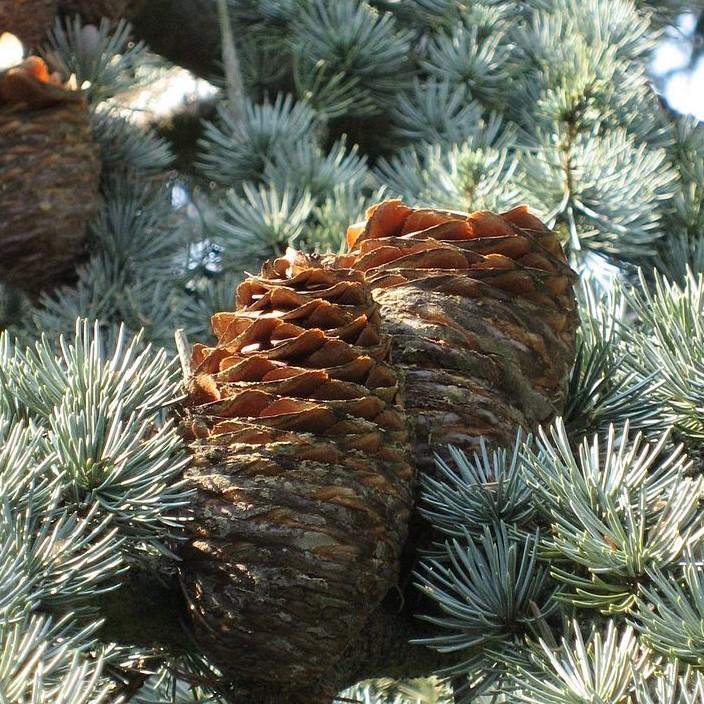 Cedrus atlantica 'Glauca' ~ Cedro del Atlas azul