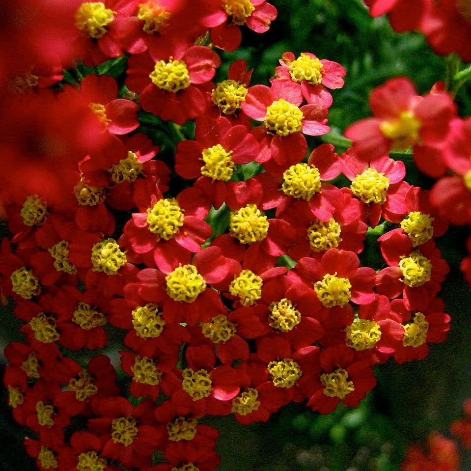 Achillea millefolium 'FLORACHRE1' ~ Milly Rock™ Red Yarrow