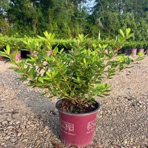 Rododendro 'Conled' ~ Encore® Autumn Coral™ Azalea