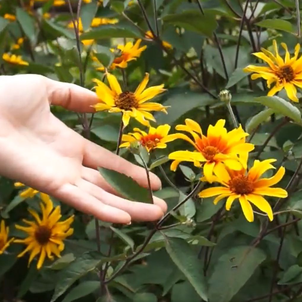 Heliopsis helianthoides var. scabra 'Burning Hearts' ~ Burning Hearts False Sunflower