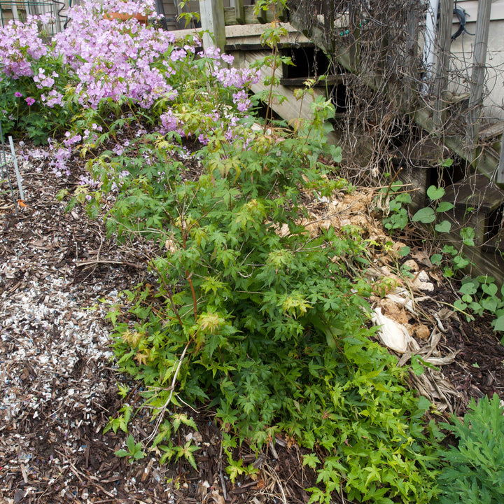 Acer palmatum 'Ryusen' ~ Ryusen Weeping Japanese Maple